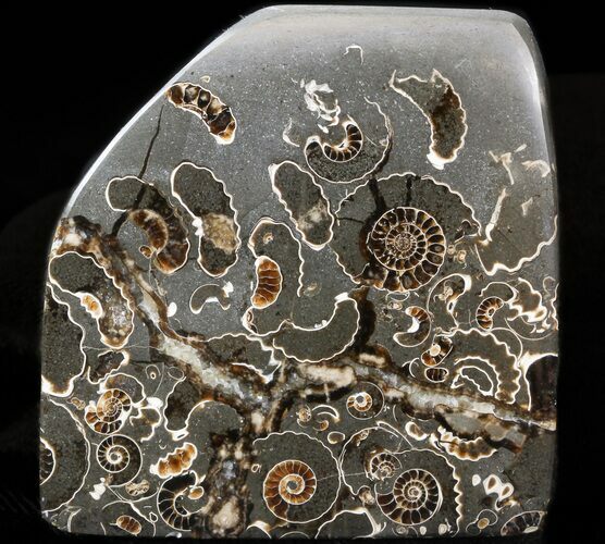 Polished Ammonite Fossil - Marston Magna Marble - Free Standing #42215